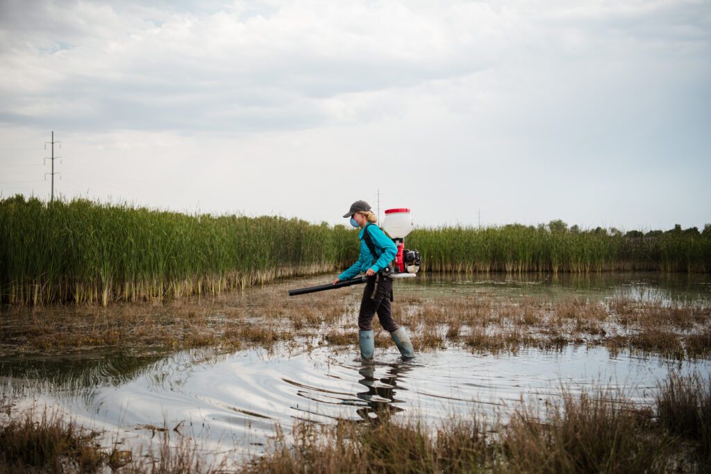 Larvicidal Treatment